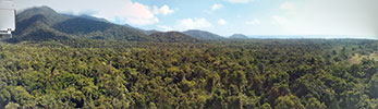 Daintree Rainforest. Credit Nigel Sim.